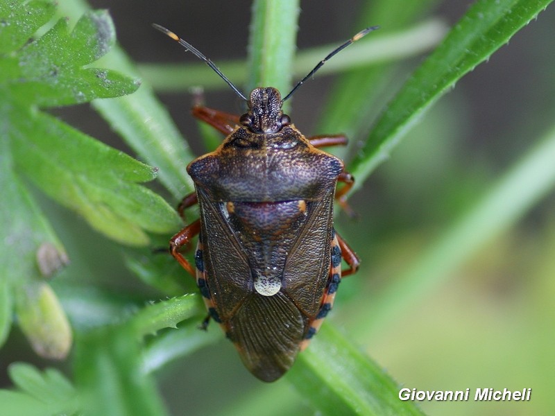 Pentatomidae: Pinthaeus sanguinipes